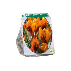 Crocus Orange Monarch per 20 - BA300520