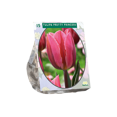 Tulipa Pretty Princess per 15 - BA302395